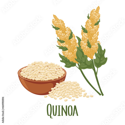 Set of quinoa grains and spikelets. Quinoa plant, quinoa grains in a plate. Agriculture, food, design elements, vector