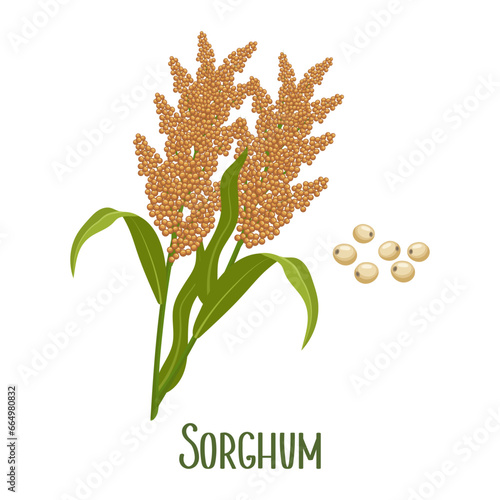 Set of sorghum grains and spikelets. Sorghum plant, sorghum grains in a wooden paddle. Agriculture, design elements, vector