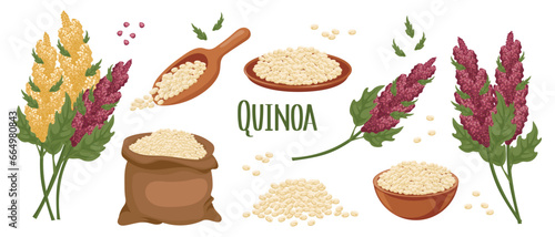 Set of quinoa grains and spikelets. Quinoa plant, quinoa grains in a plate, spoon and bag. Agriculture, food, design elements, vector