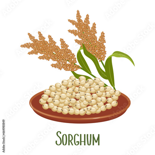 Set of sorghum grains and spikelets. Sorghum plant, sorghum grains in a plate. Agriculture, design elements, vector