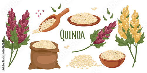Set of quinoa grains and spikelets. Quinoa plant, quinoa grains in a plate, spoon and bag. Agriculture, food, design elements, vector photo