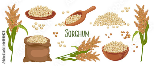 Set of sorghum grains and spikelets. Sorghum plant, sorghum grains in a plate, spatula and bag. Agriculture, design elements, vector