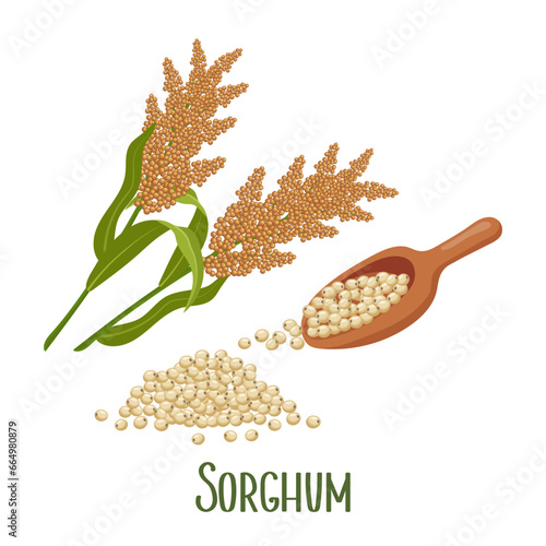 Set of sorghum grains and spikelets. Sorghum plant, sorghum grains in a wooden paddle. Agriculture, design elements, vector