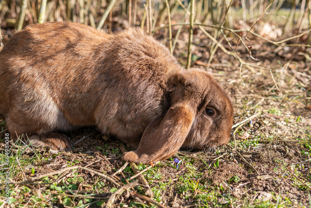 A big beautiful purebred rabbit outdoors on a sunny day, rabbits grazing on grass
A big beautiful purebred rabbit outdoors on a sunny day, rabbits grazing on grass