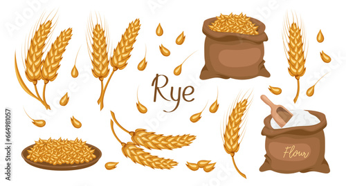 A set of grains and spikelets of rye. Rye plant, rye grains in a plate and bag, rye flour. Agriculture background, design elements, vector