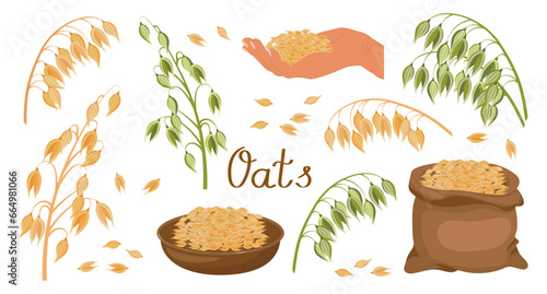 A set of grains and spikelets of oats. Oats plant, oat grains in a plate, in a hand and a bag. Agriculture background, design elements, vector