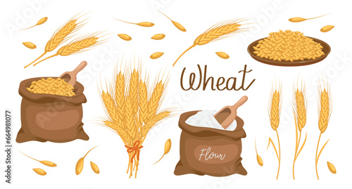 A set of grains and spikelets of wheat. Wheat plant, wheat grains in a plate, and a bag, wheat flour. Agriculture background, design elements, vector