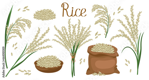 A set of grains and spikelets of rice. Rice plant, rice grains in a bag, rice bouquet. Agriculture background, design elements, vector