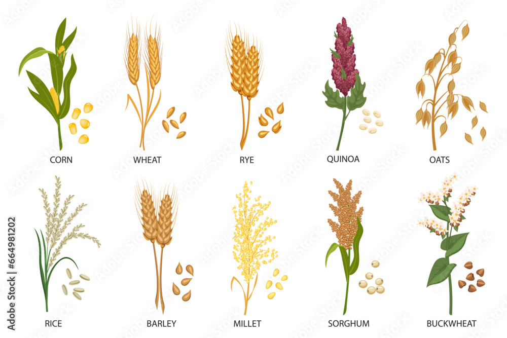 Set of cereals, grain plants. Wheat, rye, oats, rice, buckwheat, corn, quinoa, sorghum, barley, millet, spikelets. Harvest, agriculture. Illustration, vector - obrazy, fototapety, plakaty 