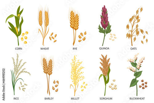Set of cereals, grain plants. Wheat, rye, oats, rice, buckwheat, corn, quinoa, sorghum, barley, millet, spikelets. Harvest, agriculture. Illustration, vector