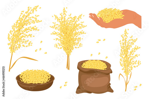 A set of grains and spikelets of millet. Millet plant, millet grains in a plate and bag. Agriculture, design elements, vector
