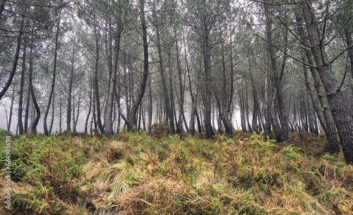 Dancing Trees