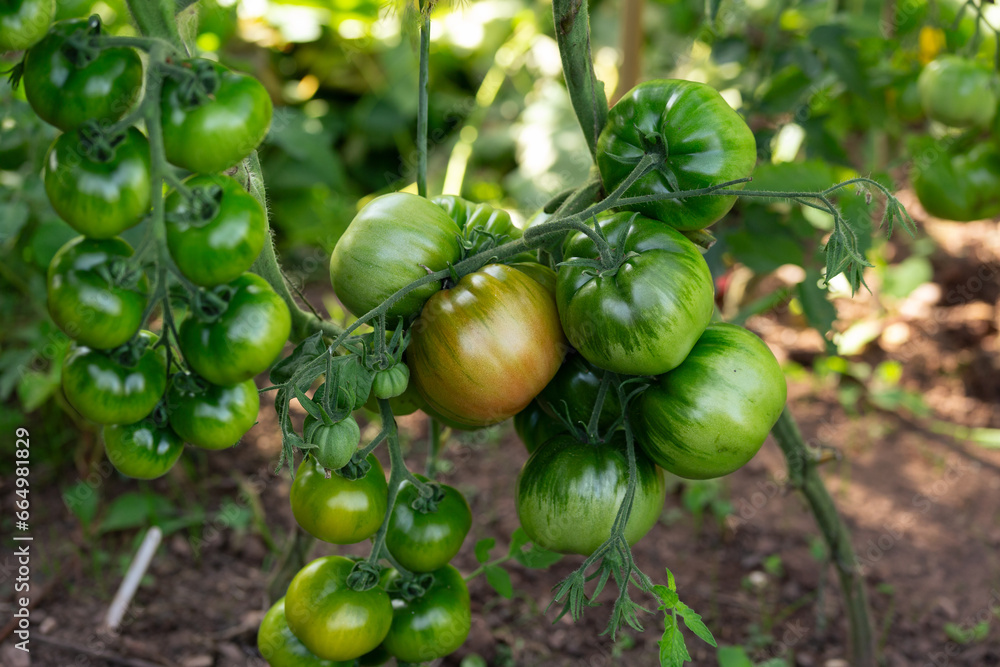 Fototapeta premium Zigan, Gipsy,Tsygan, Mustlane, Zygann, Cherokee Purple tomatoes growing on the vine on a homestead
