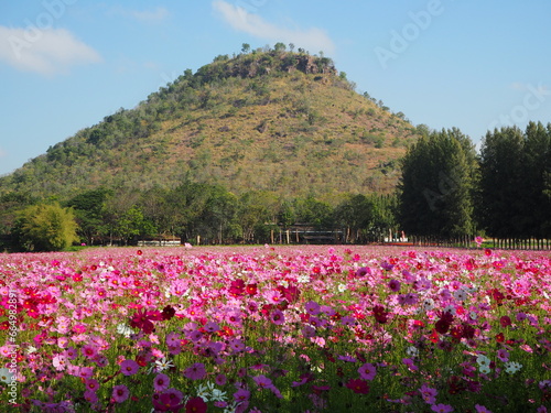 flowers in the mountains