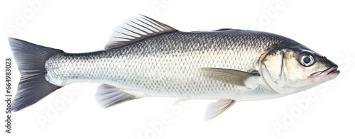 One fresh sea bass fish isolated on white background.
