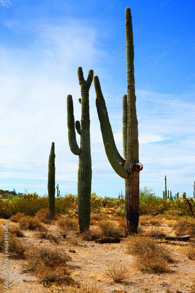 Old Saguaro Cactus Sonora desert Arizona