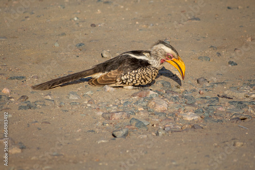 southern yellow-billed hornbill on the ground at Kruger National Park photo