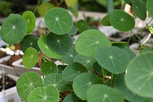 close up of a plant