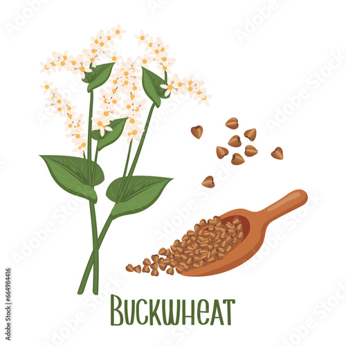Set of buckwheat grains and spikelets. Buckwheat plant, buckwheat grains. Agriculture, food icons, design elements, vector