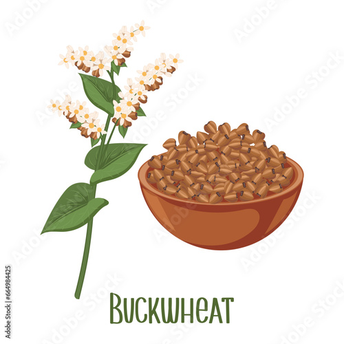 Set of buckwheat grains and spikelets. Buckwheat plant, buckwheat grains. Agriculture, food icons, design elements, vector
