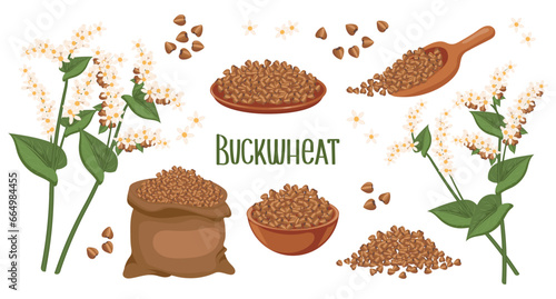 Set of buckwheat grains and spikelets. Buckwheat plant, buckwheat grains in a plate, spoon and bag. Agriculture, food icons, design elements, vector