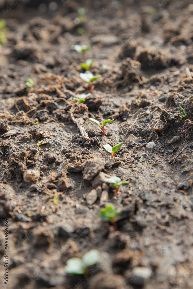 young leaves of radish on ground, seedlings. top view young leaves of radish on ground, seedlings. top view