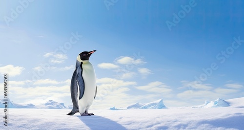 Penguin standing in Antarctica looking into the blue sky.