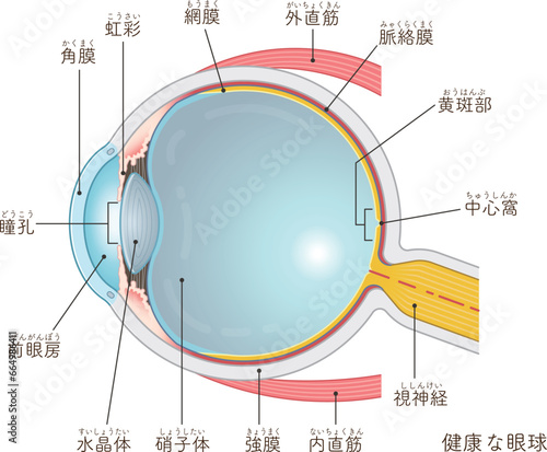 眼球のイラスト・eye・illustration