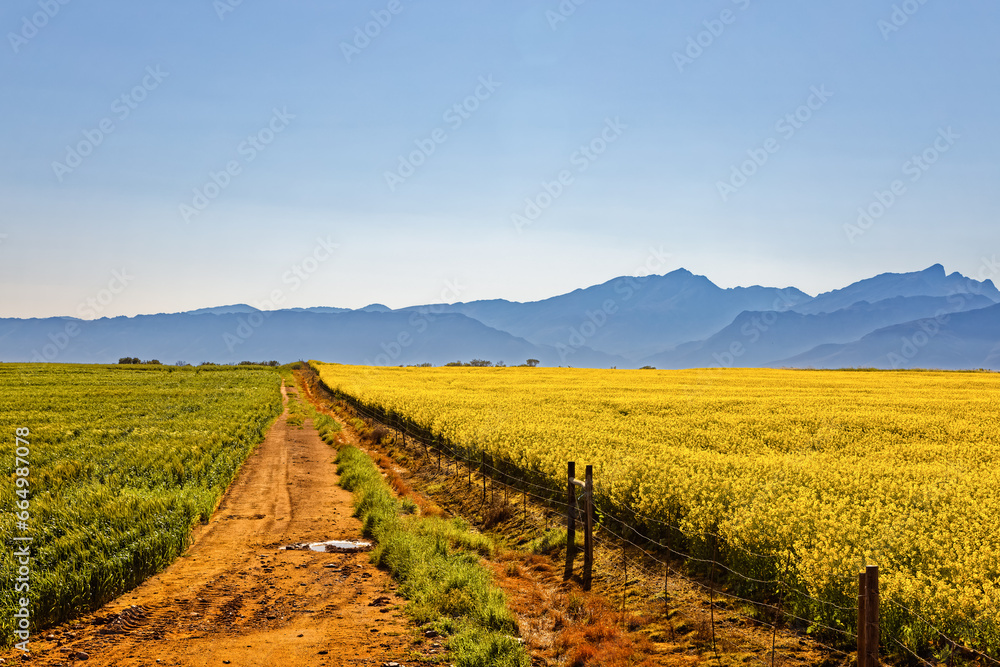 Canola and wheat fields next to dirt track