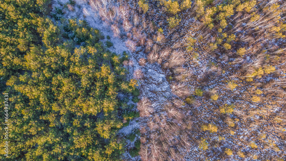 Top down view of the pine forest and birch trees. Sunny day and frozen ground.