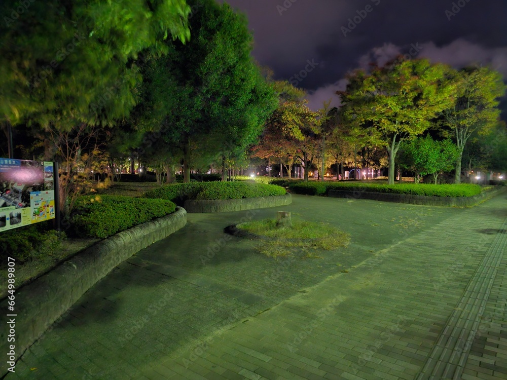 Fototapeta premium park at night