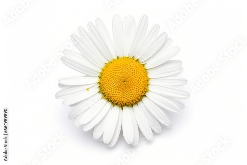 Common daisy isolated on white background.