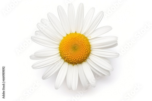 Common daisy isolated on white background.