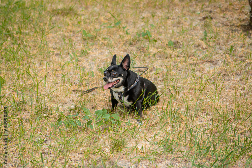 A small dog of the Toy Terrier and Chihuahua breed on the lawn in the park.