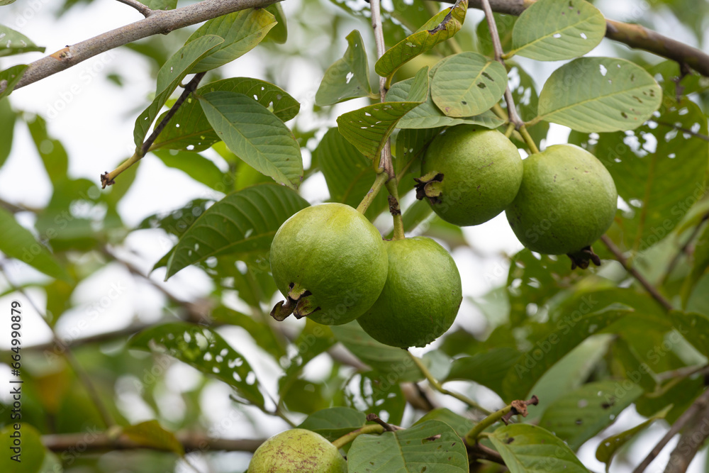 Organic guava fruits hanging on tree in agriculture farm of Bangladesh.This fruit contains a lot of vitamin C Organic guava fruits hanging on tree in agriculture farm of Bangladesh.This fruit contains a lot of vitamin C