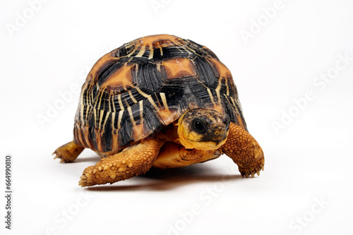 juvenile Radiated tortoise // junge Strahlenschildkröte (Astrochelys radiata)