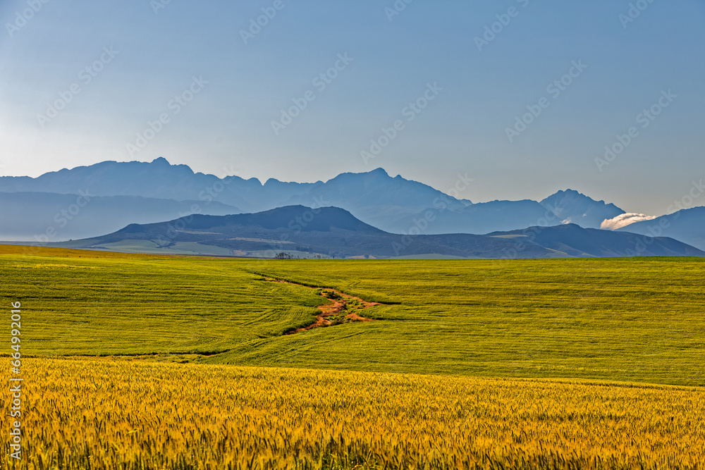 Ripe wheat with mountains in background