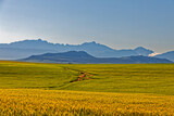 Ripe wheat with mountains in background