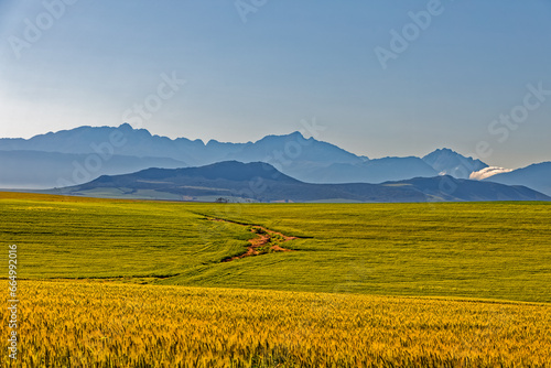 Ripe wheat with mountains in background