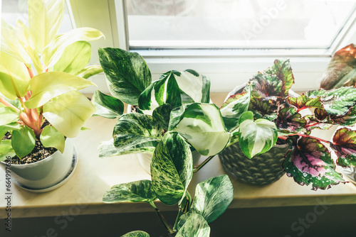 Εκτύπωση καμβά Epipremnum aureum or scindapsus variegated close up at home
