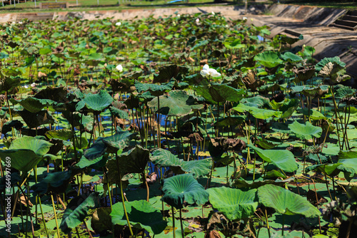 The lotus on the pond in the afternoon