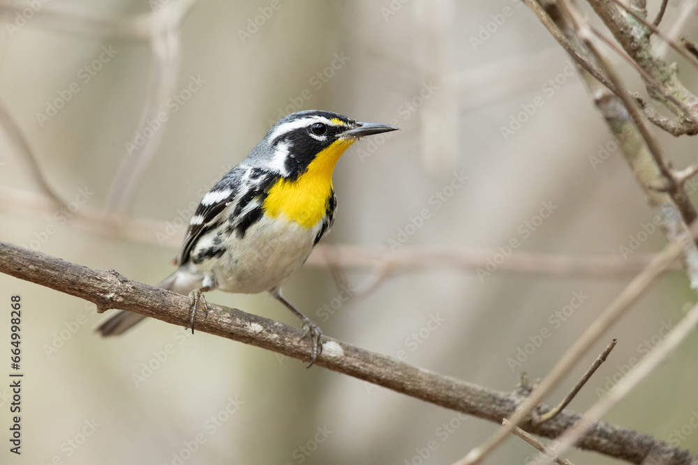 The yellow-throated warbler (Setophaga dominica) is a small migratory songbird species in the New World warbler family (Parulidae) The yellow-throated warbler (Setophaga dominica) is a small migratory songbird species in the New World warbler family (Parulidae)