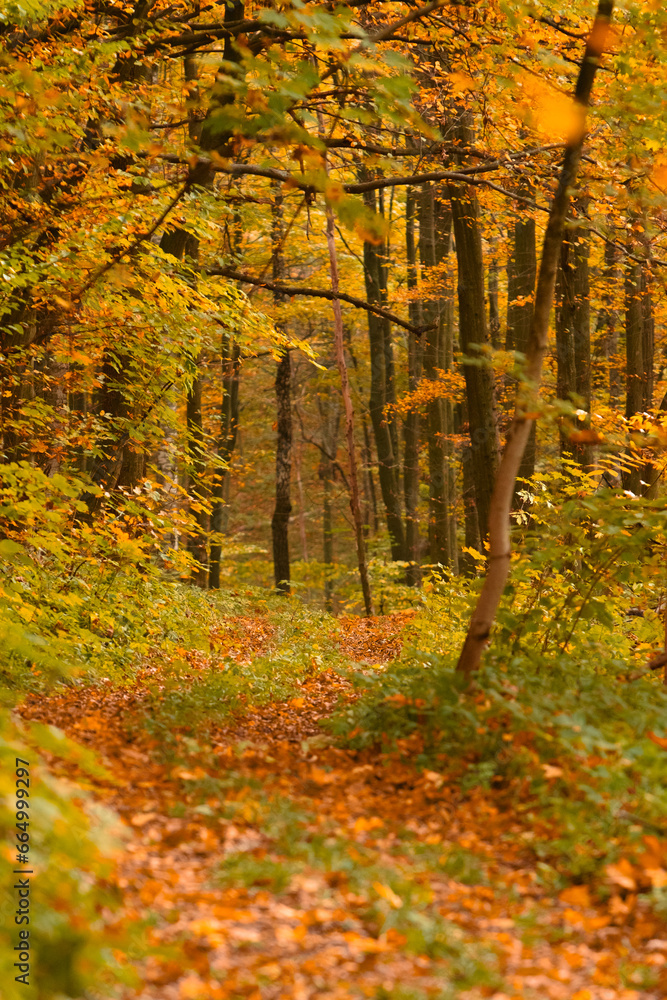 Obraz premium view of autumn forest