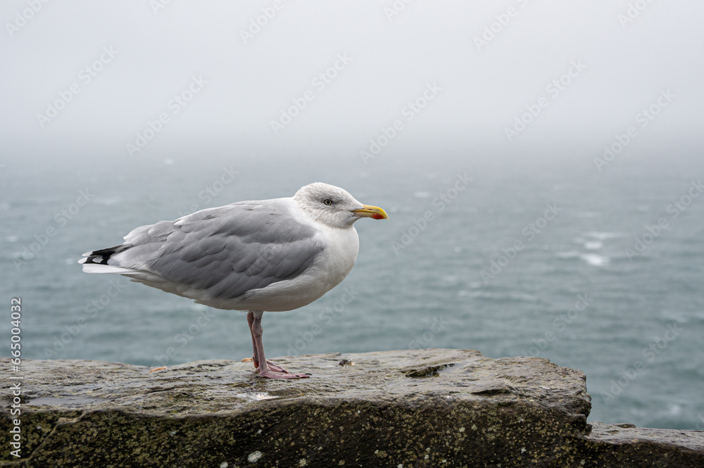 Adult herring gull, larus argentatus, perched on a wall during Storm Agnes, Dunmore Head, Dingle, Co Kerry, Ireland