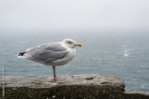 Adult herring gull, larus argentatus, perched on a wall during Storm Agnes, Dunmore Head, Dingle, Co Kerry, Ireland