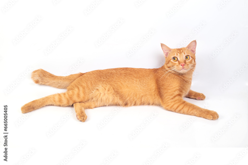 Orange cat isolated on white background.