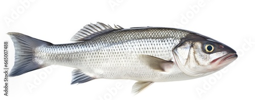 One fresh sea bass fish isolated on white background. photo