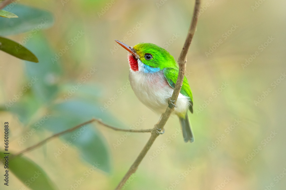 Obraz premium Cuban tody (Todus multicolor) is a bird species in the family Todidae that is restricted to Cuba and the adjacent islands