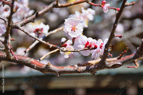 湯島天神 梅まつり　満開の美しい梅の花 コピースペースあり（東京都） Yushima Tenjin Plum Festival, beautiful plum blossoms in full bloom with copy space (Tokyo, Japan) photo