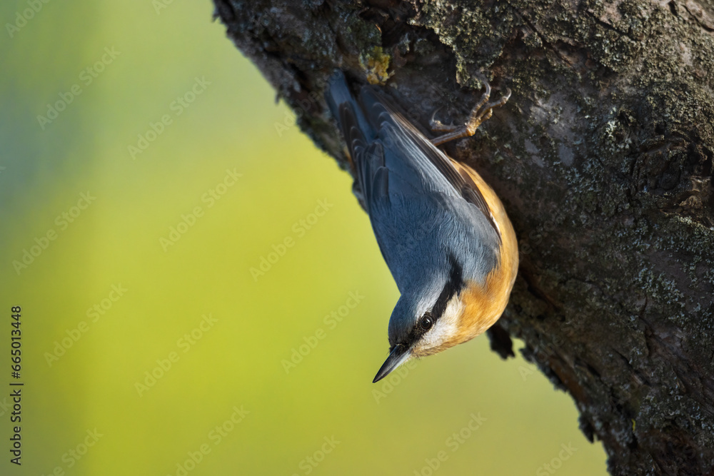 Side view closeup of adorable Eurasian nuthatch songbird sitting on broken tree trunk on sunny day in green forest